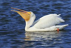 American White Pelican